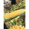 Canned sweet corn 800g